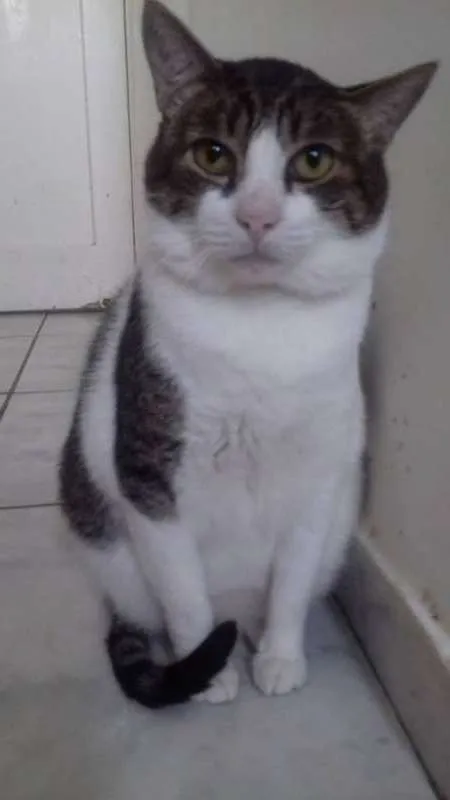 Gato ra a SRD idade 4 anos nome Chico Morelli