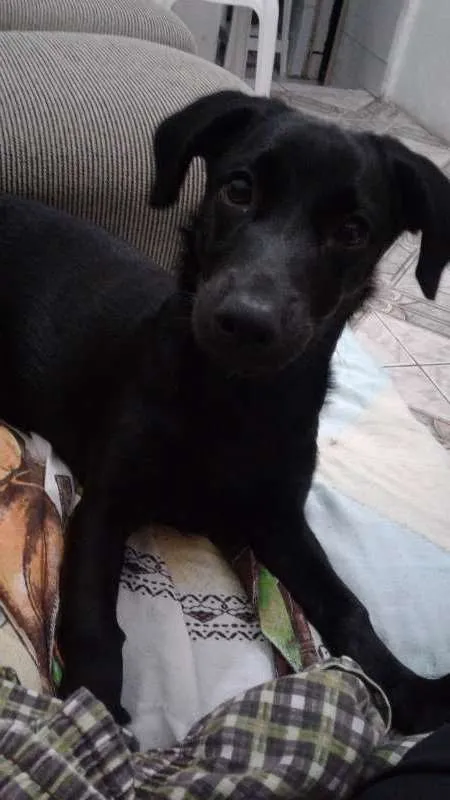 Cachorro raça indiscriminada idade 2 a 6 meses nome Serena