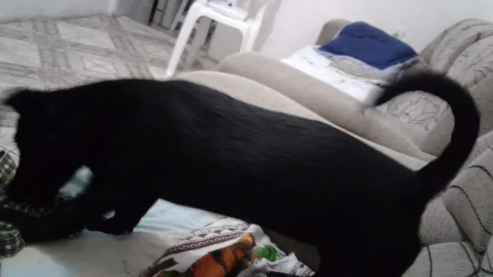 Cachorro raça indiscriminada idade 2 a 6 meses nome Serena
