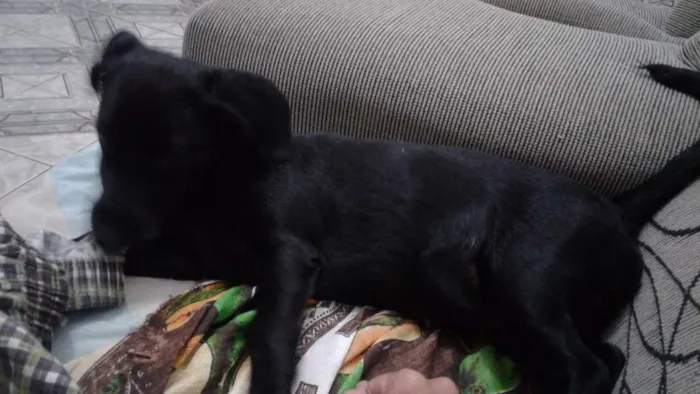 Cachorro raça indiscriminada idade 2 a 6 meses nome Serena
