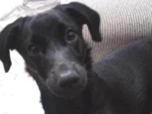 Cachorro raça indiscriminada idade 2 a 6 meses nome Serena