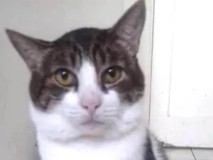 Gato raça SRD idade 4 anos nome Chico Morelli