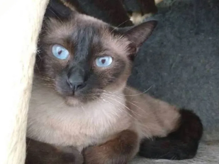 Gato ra a  idade 2 anos nome Bonnie