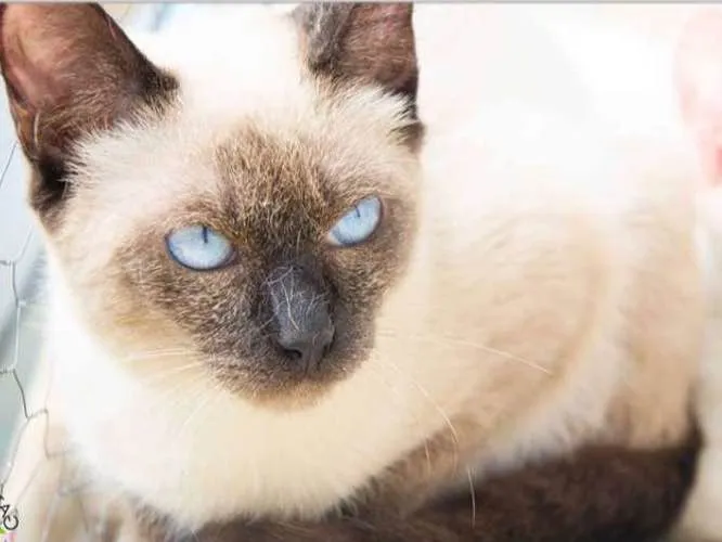 Gato ra a  idade 2 anos nome Bonnie
