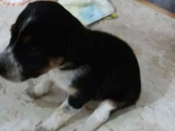 Cachorro ra a SRD idade Abaixo de 2 meses nome Não definido ainda