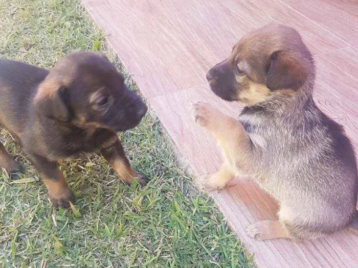 Cachorro ra a SRD idade Abaixo de 2 meses nome Não definido ainda