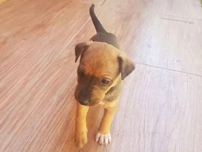 Cachorro ra a SRD idade Abaixo de 2 meses nome Não definido ainda