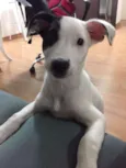 Kiara