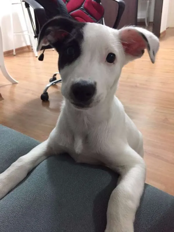 Cachorro ra a Vira Lata idade 2 a 6 meses nome Kiara
