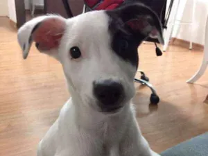 Cachorro raça Vira Lata idade 2 a 6 meses nome Kiara