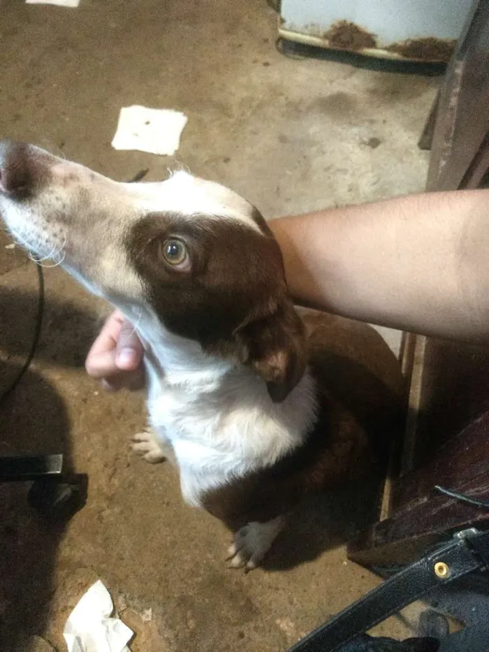 Cachorro raça Srd idade 7 a 11 meses nome Chocolate