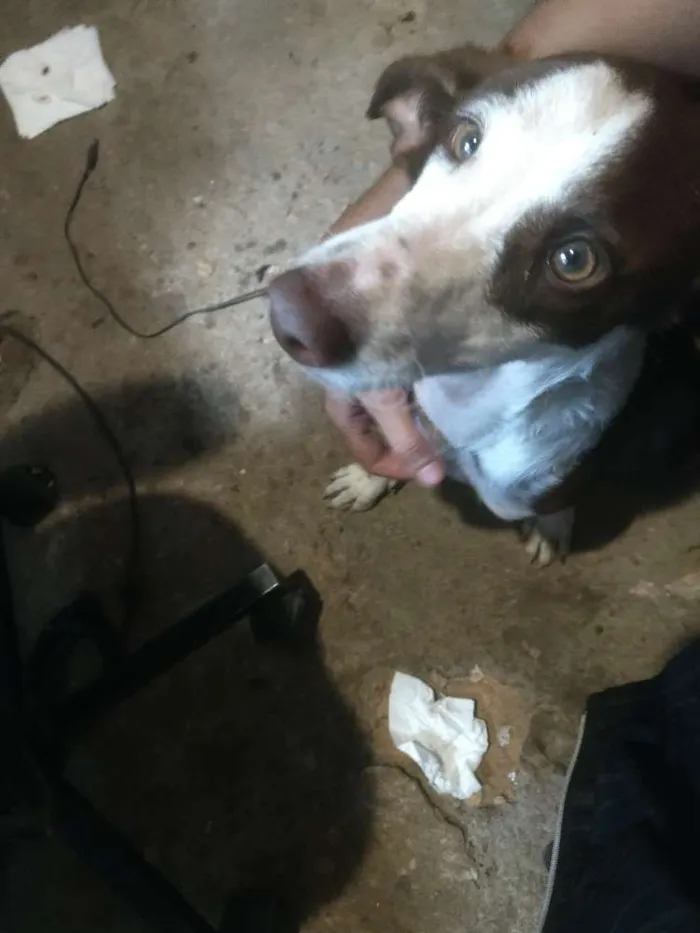 Cachorro raça Srd idade 7 a 11 meses nome Chocolate