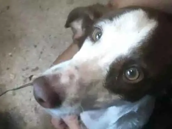 Cachorro raça Srd idade 7 a 11 meses nome Chocolate