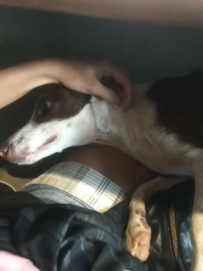 Cachorro raça Srd idade 7 a 11 meses nome Chocolate