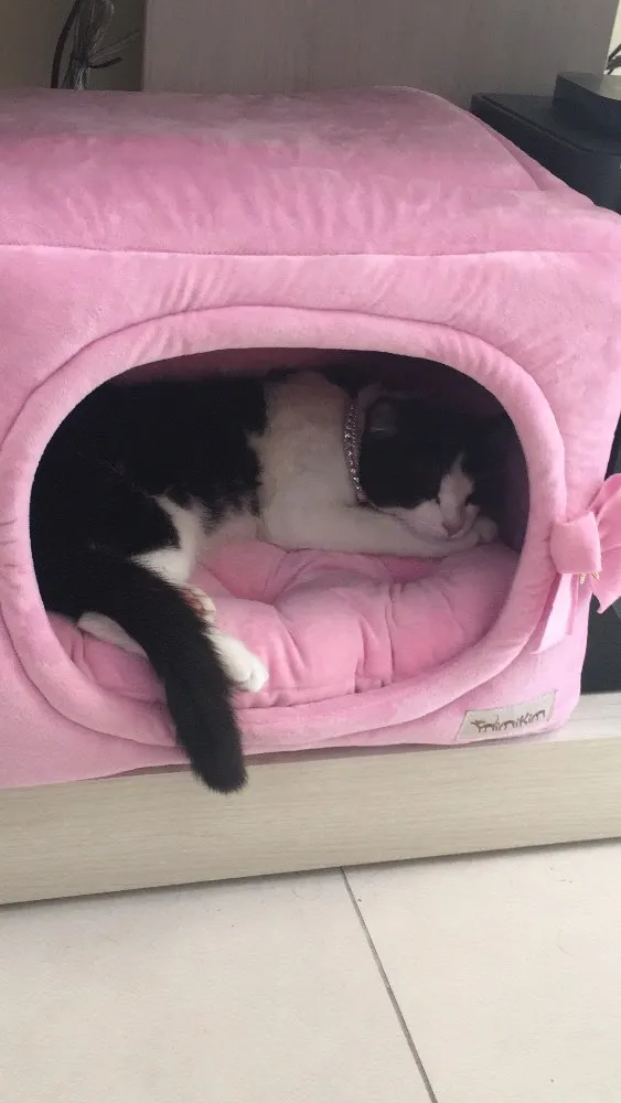 Gato raça Sem raça definida idade 7 a 11 meses nome Mel (nome provisório