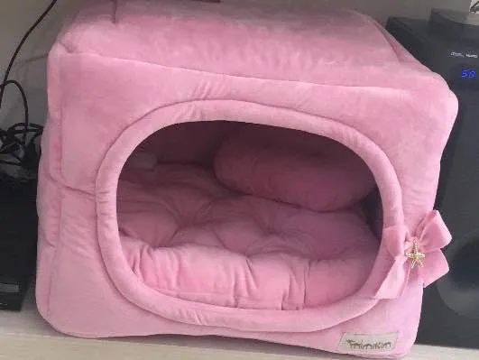 Gato raça Sem raça definida idade 7 a 11 meses nome Mel (nome provisório