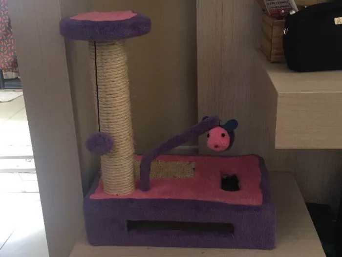 Gato raça Sem raça definida idade 7 a 11 meses nome Mel (nome provisório