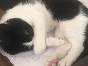 Gato raça Sem raça definida idade 7 a 11 meses nome Mel (nome provisório