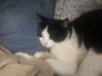 Mel (nome provisório