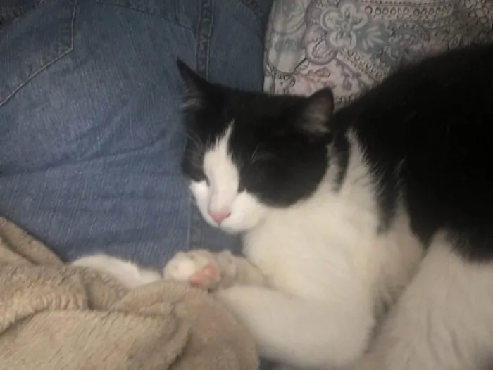 Gato raça Sem raça definida idade 7 a 11 meses nome Mel (nome provisório