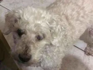 Cachorro raça Poddle idade 6 ou mais anos nome Ted GRATIFICA