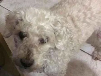 Cachorro raça Poddle idade 6 ou mais anos nome Ted GRATIFICA