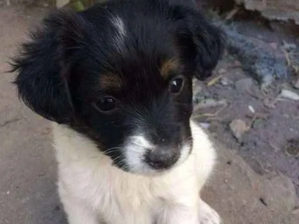 Cachorro ra a Vira lata idade 2 a 6 meses nome Não tem ainda