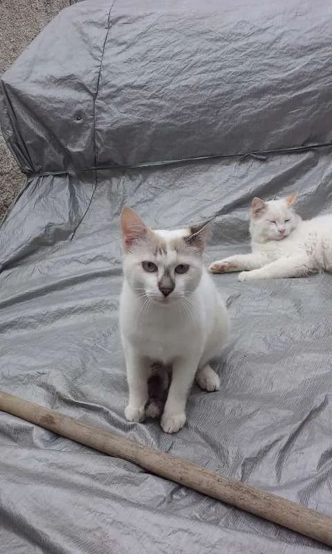 Gato ra a vira lata idade 7 a 11 meses nome helena