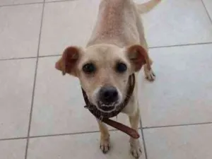 Cachorro raça sem raça definida idade 1 ano nome Dengo
