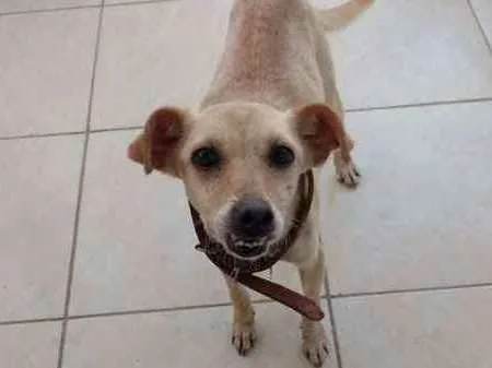 Cachorro ra a sem raça definida idade 1 ano nome Dengo