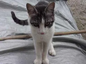 Gato raça vira lata idade 7 a 11 meses nome logan