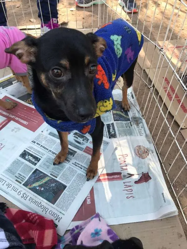 Cachorro ra a SRD idade 7 a 11 meses nome ZULU