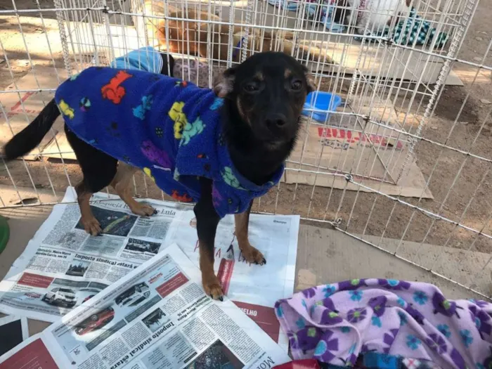 Cachorro ra a SRD idade 7 a 11 meses nome ZULU