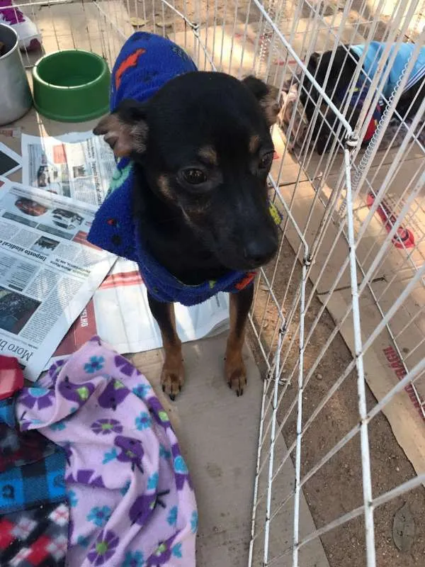 Cachorro ra a SRD idade 7 a 11 meses nome ZULU
