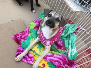 Cachorro raça SRD idade 2 a 6 meses nome Clarinha