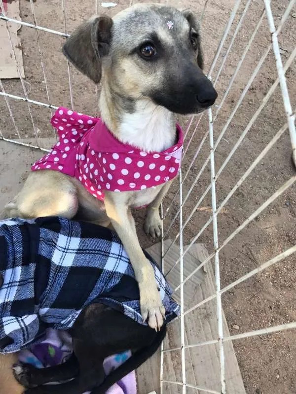 Cachorro ra a SRD idade 2 a 6 meses nome Clarinha