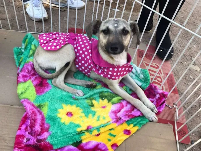 Cachorro ra a SRD idade 2 a 6 meses nome Clarinha