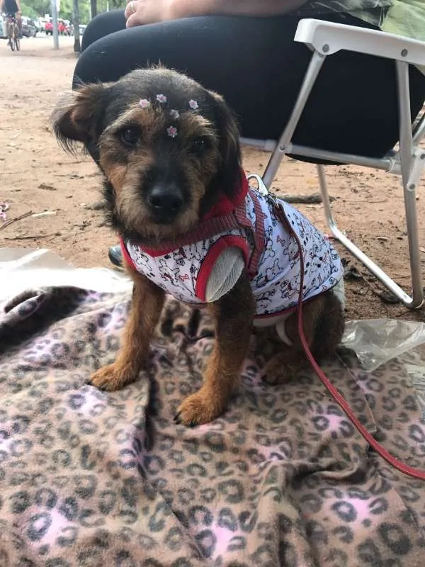 Cachorro ra a SRD idade 3 anos nome Dóris