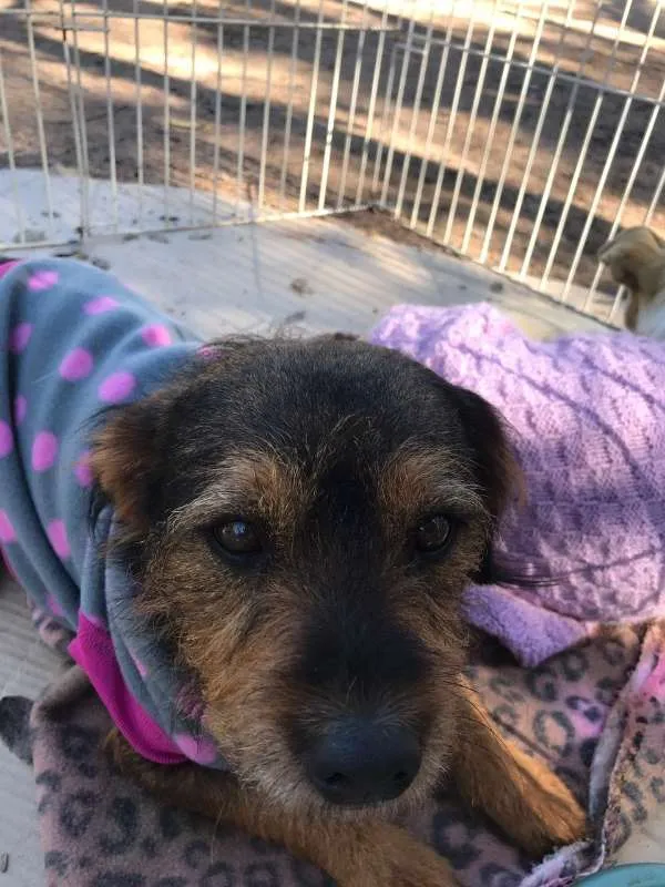 Cachorro ra a SRD idade 3 anos nome Dóris