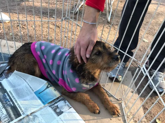 Cachorro ra a SRD idade 3 anos nome Dóris
