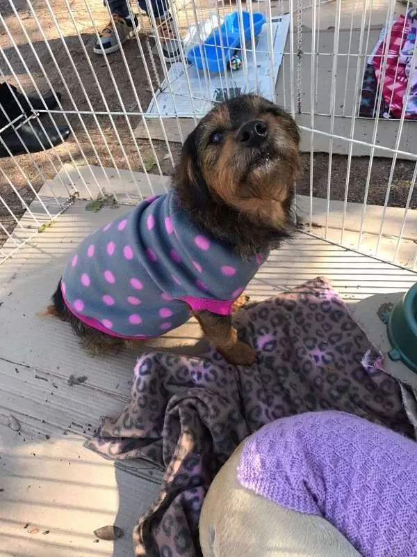 Cachorro ra a SRD idade 3 anos nome Dóris