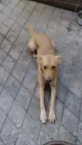 Lilica