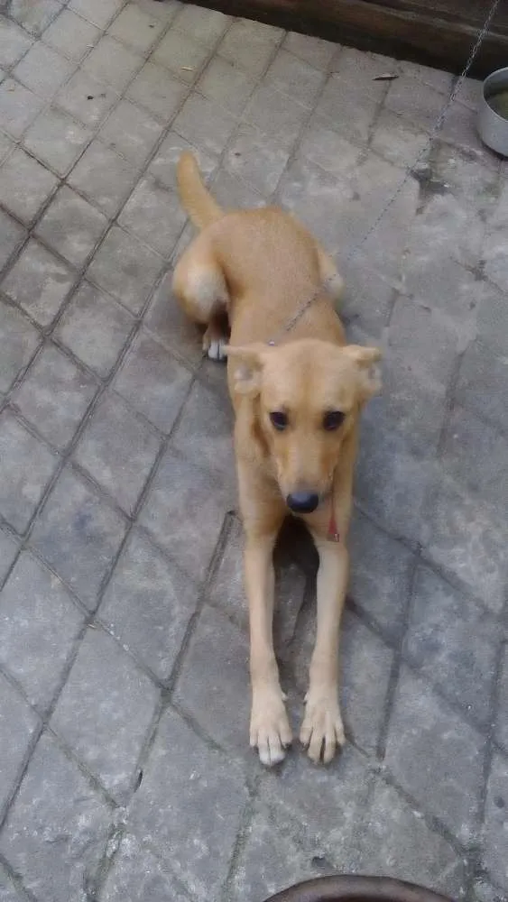 Cachorro ra a Vira lata idade 2 anos nome Lilica