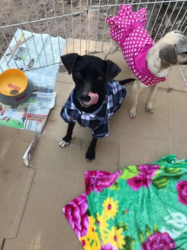 Cachorro ra a SRD idade 4 anos nome Zé Pequeno
