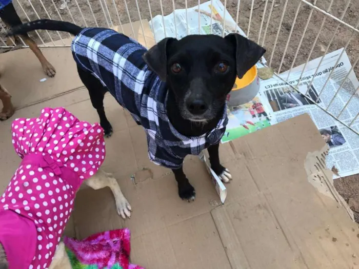 Cachorro ra a SRD idade 4 anos nome Zé Pequeno