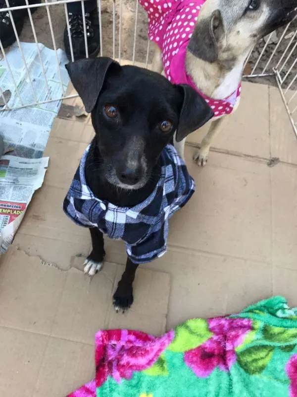 Cachorro ra a SRD idade 4 anos nome Zé Pequeno
