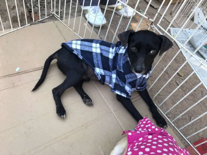Cachorro ra a SRD idade 4 anos nome Zé Pequeno
