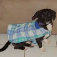 Balú e Hera