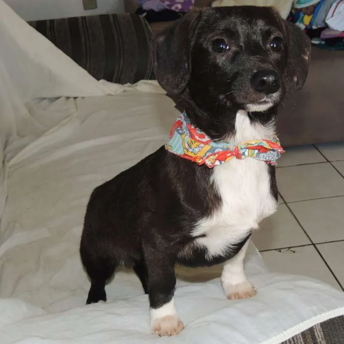 Cachorro ra a mix de linguiçinha, srd idade 7 a 11 meses nome Balú e Hera