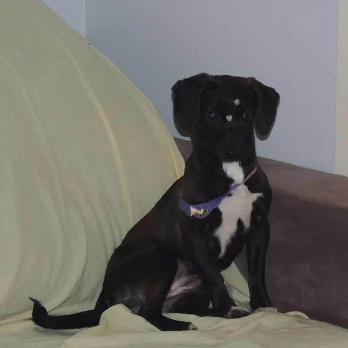 Cachorro ra a mix de linguiçinha, srd idade 7 a 11 meses nome Balú e Hera